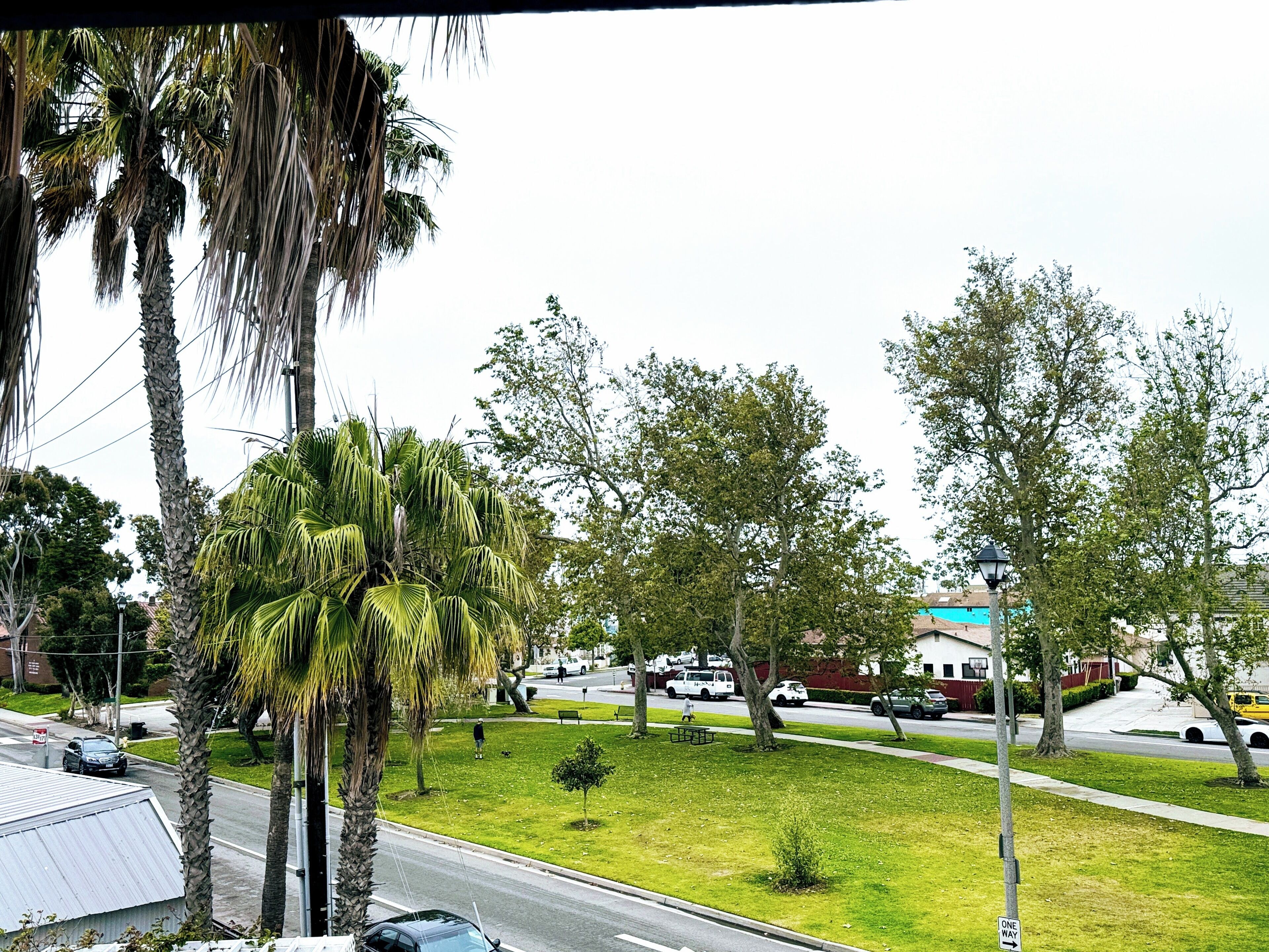 A residential street with palm trees, a grassy area, and parked cars.