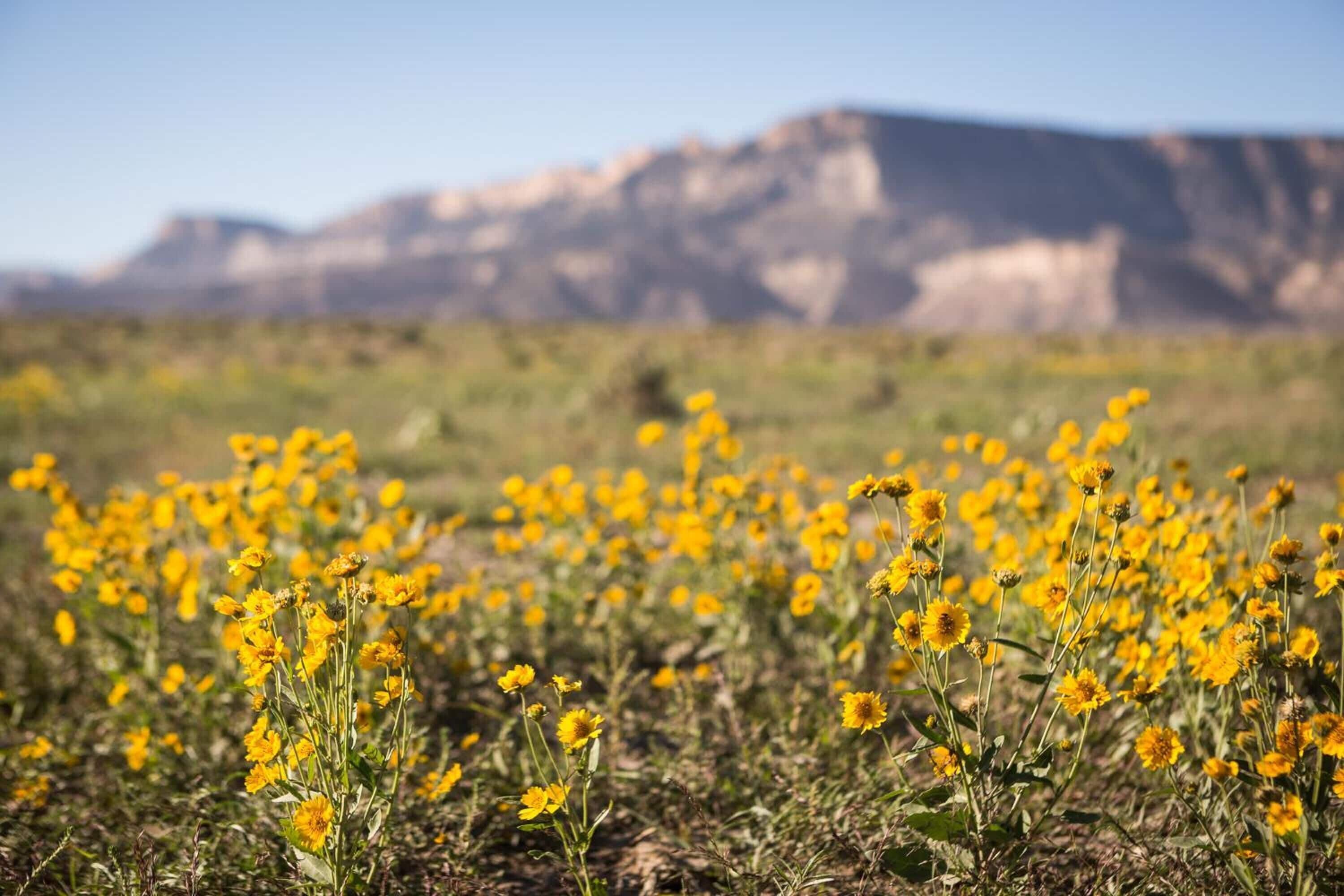 Un campo de flores amarillas con una montaña al fondo.