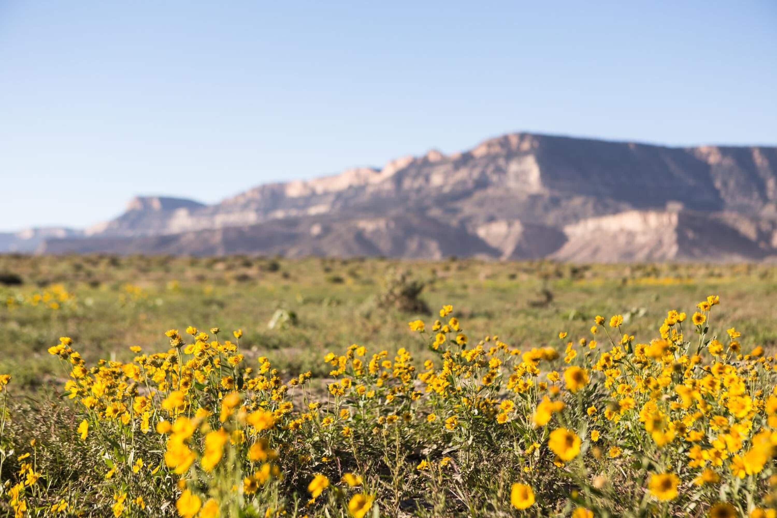 A field of yellow flowers with a mountain in the background.