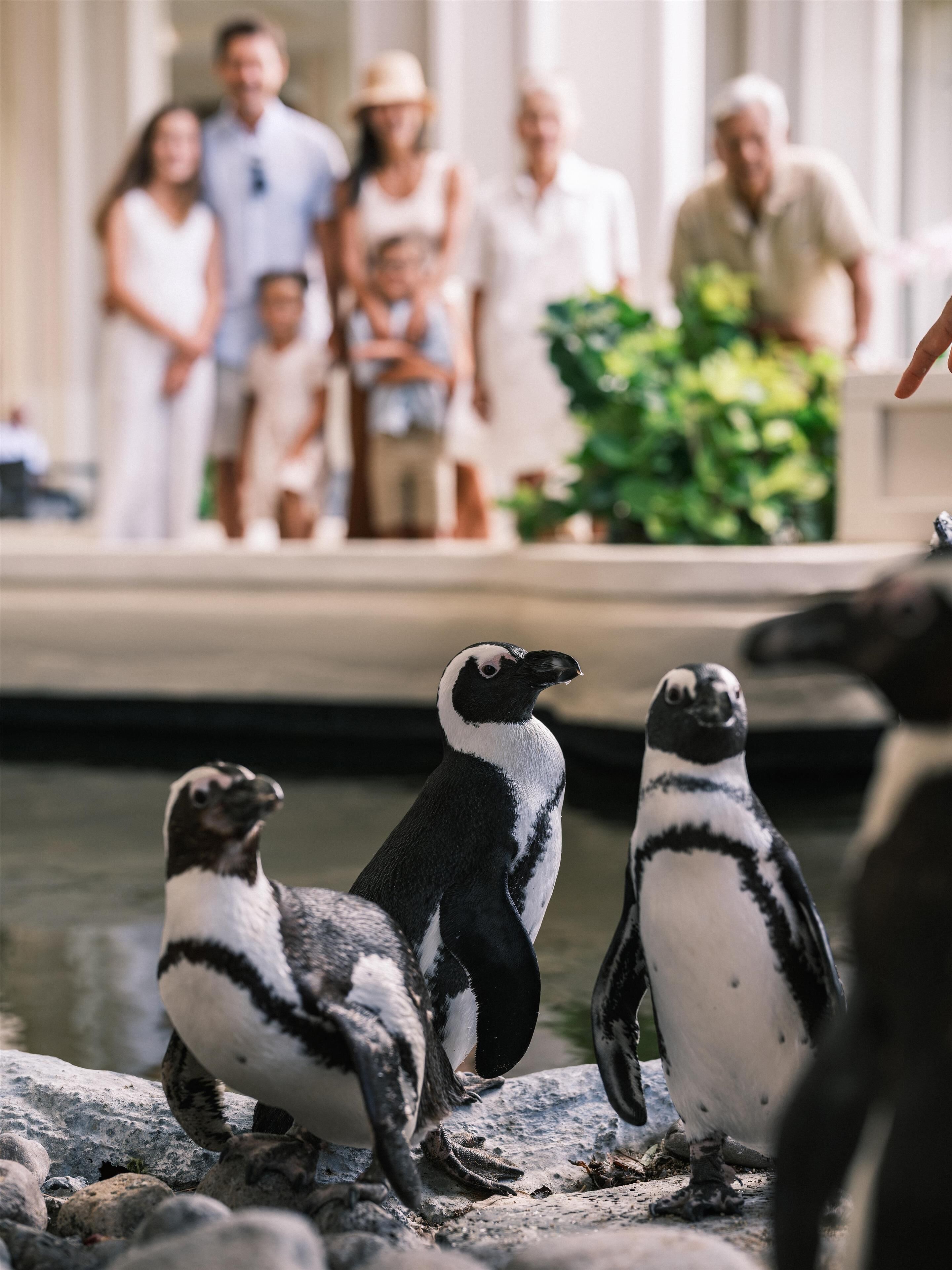 Penguins in a zoo enclosure with visitors in the background.