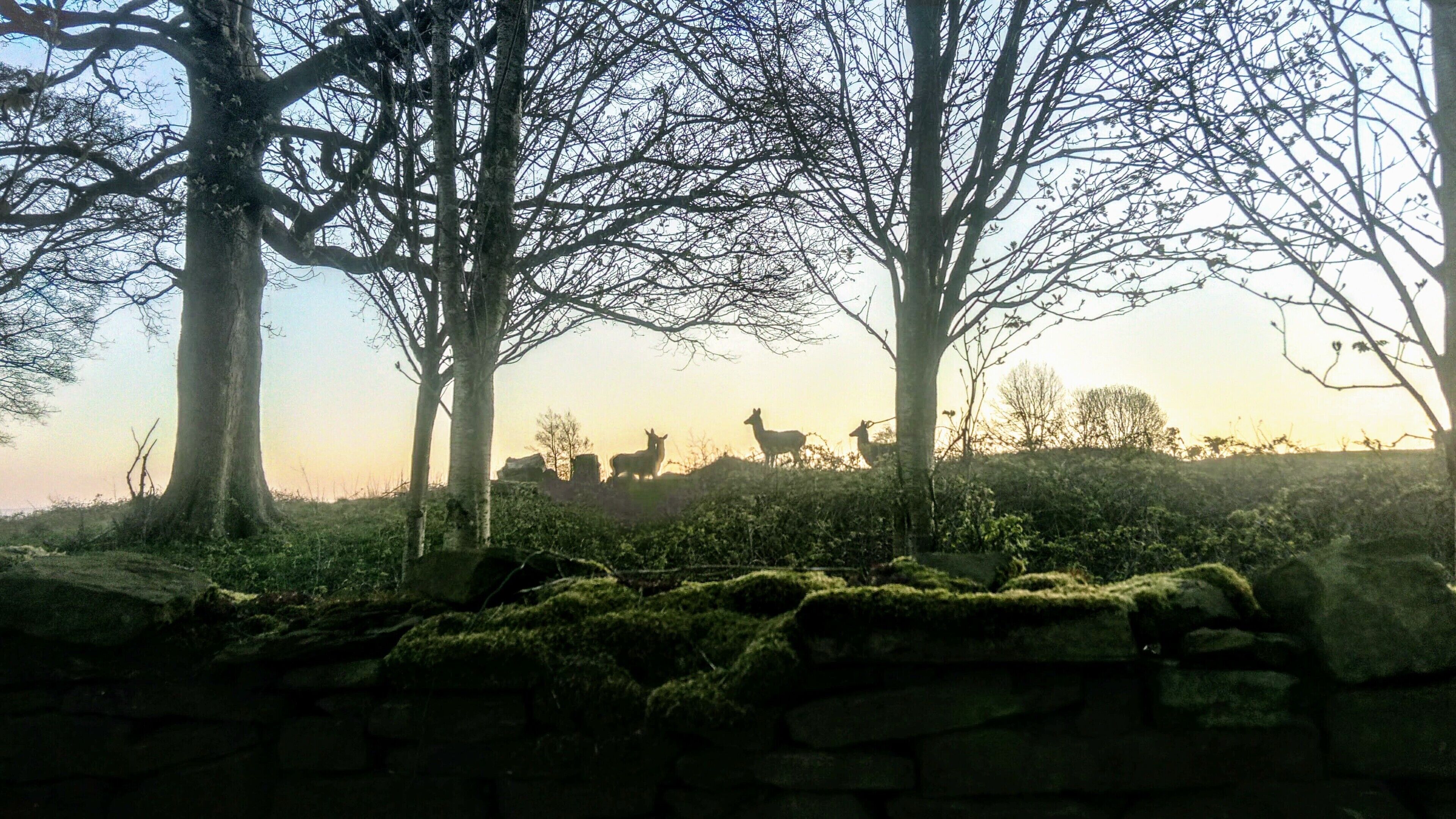 A stone wall with moss, trees, and a herd of deer in a natural setting.
