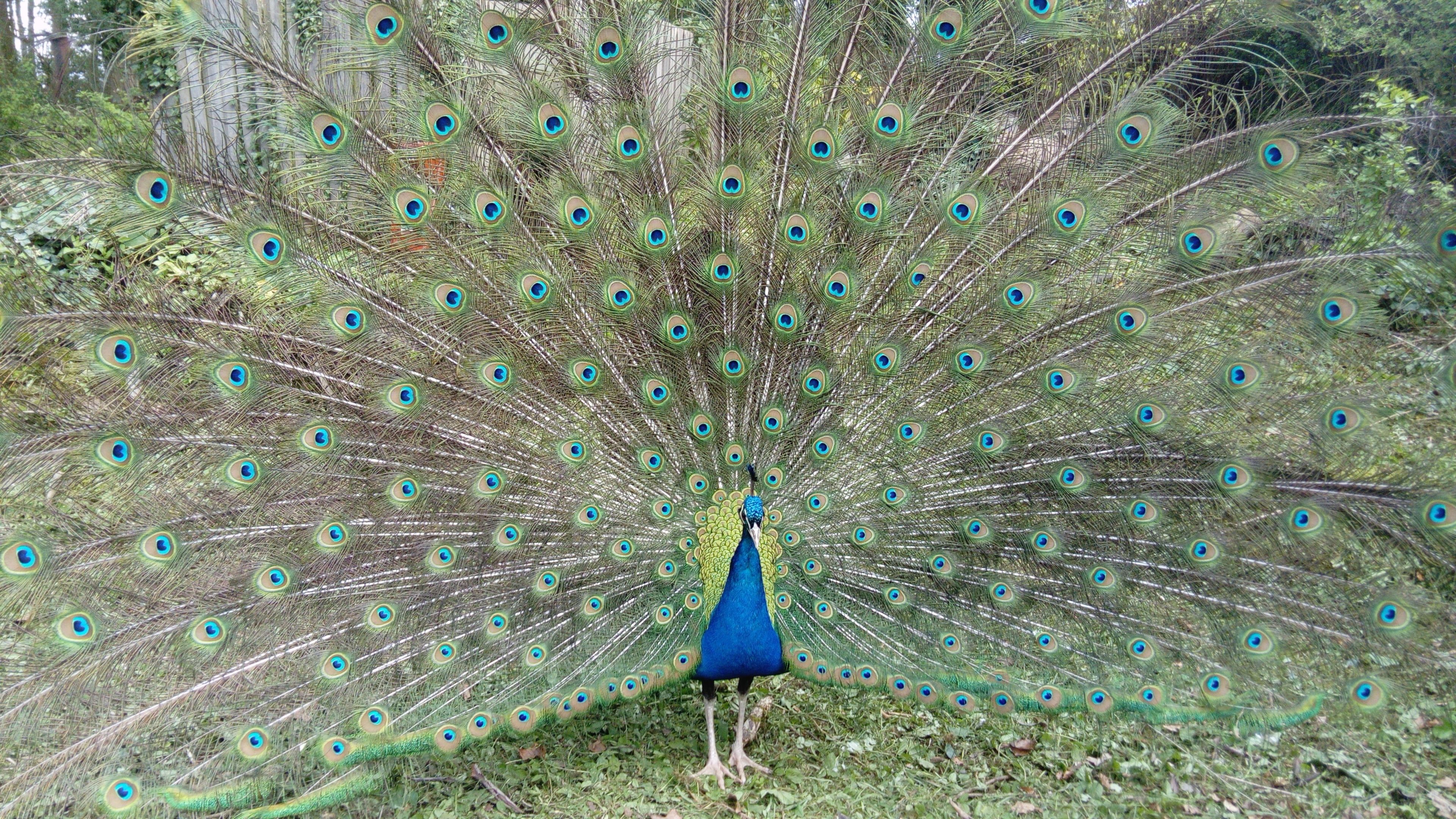 A peacock with its tail feathers fully fanned out.