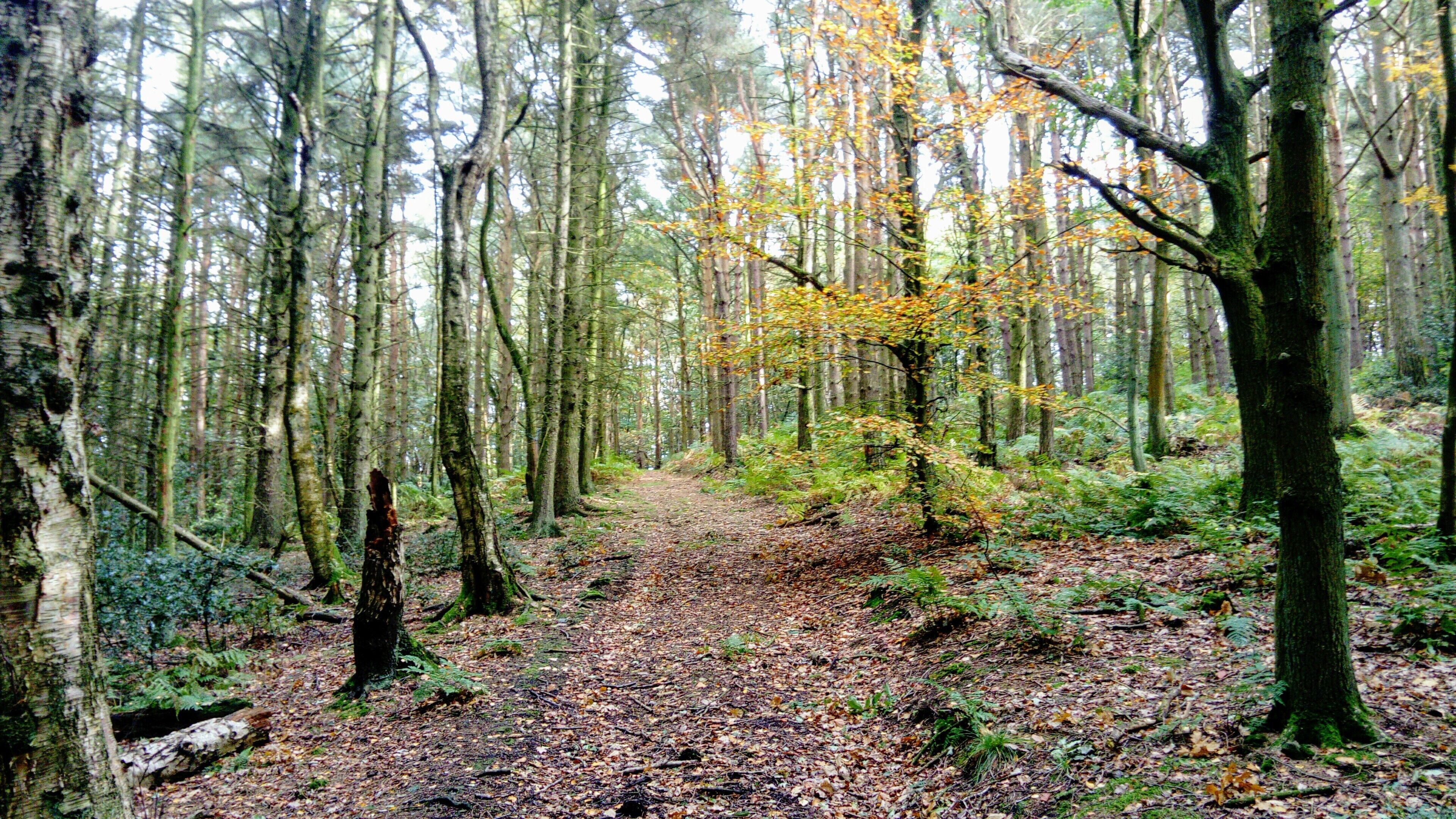 A forest path with trees and fallen leaves.