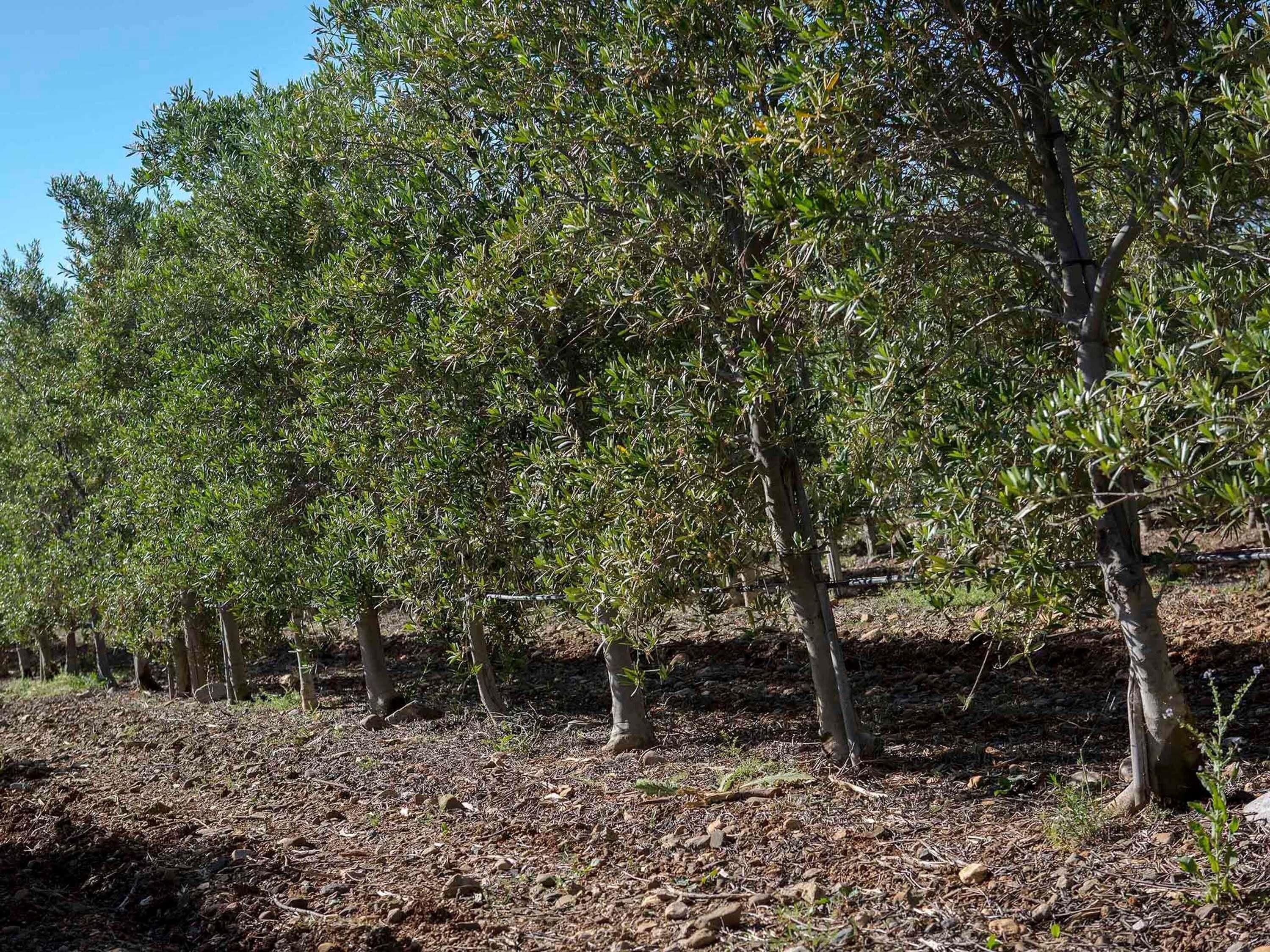 Viñedo con hileras de árboles y suelo cubierto de hojas secas.