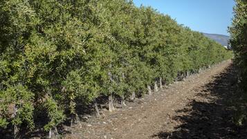 A vineyard with rows of trees and a dirt path.