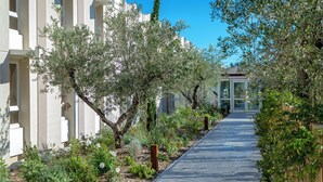 A pathway lined with olive trees and a building with a modern architectural style.