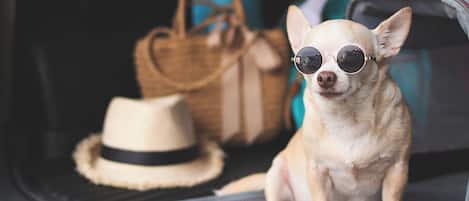 Un perro pequeño sentado en el maletero de un coche, con sombrero y gafas de sol.