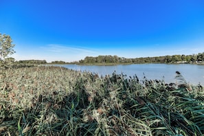 A lakeside view with dense vegetation and a clear blue sky.
