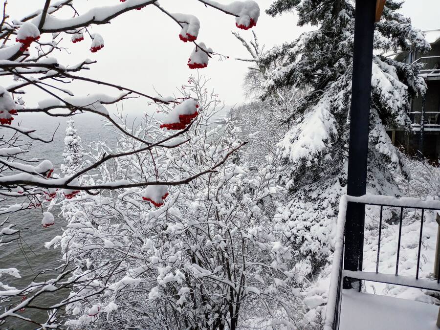 A snowy outdoor scene with bare trees and a metal railing.