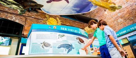 An educational display about sea turtles with a large mural of turtles on the wall and a detailed informational panel.