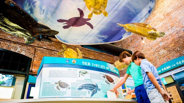 A museum exhibit about sea turtles with informational panels and a large mural of turtles on the wall. - Holiday Inn Resort Jekyll Island by IHG (Jekyll Island)
