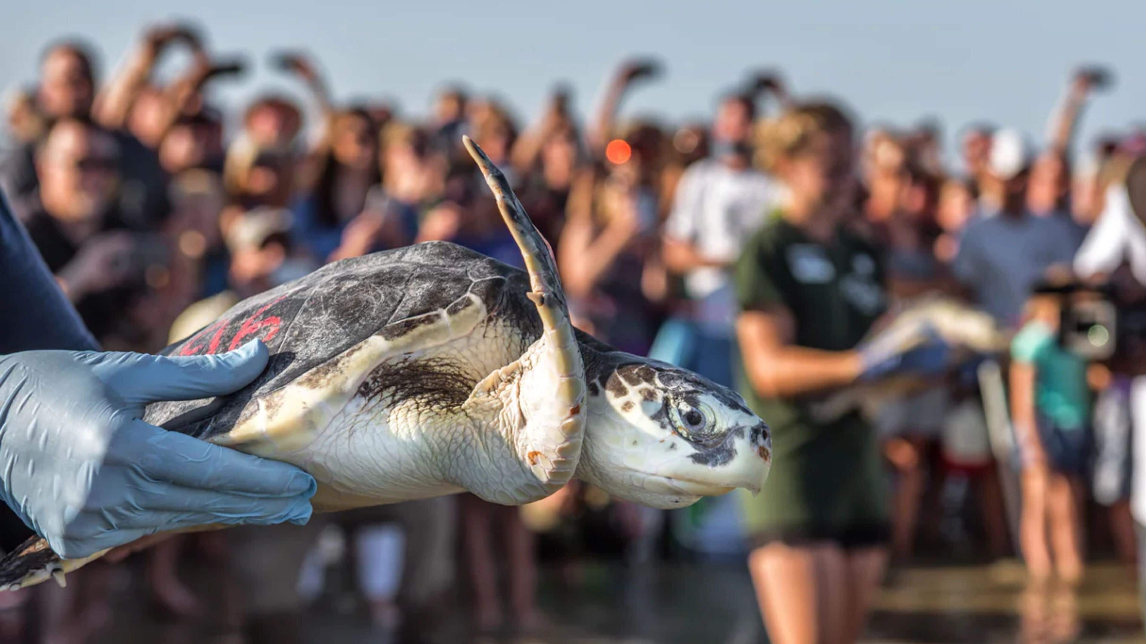 A person holding a sea turtle with a crowd in the background.