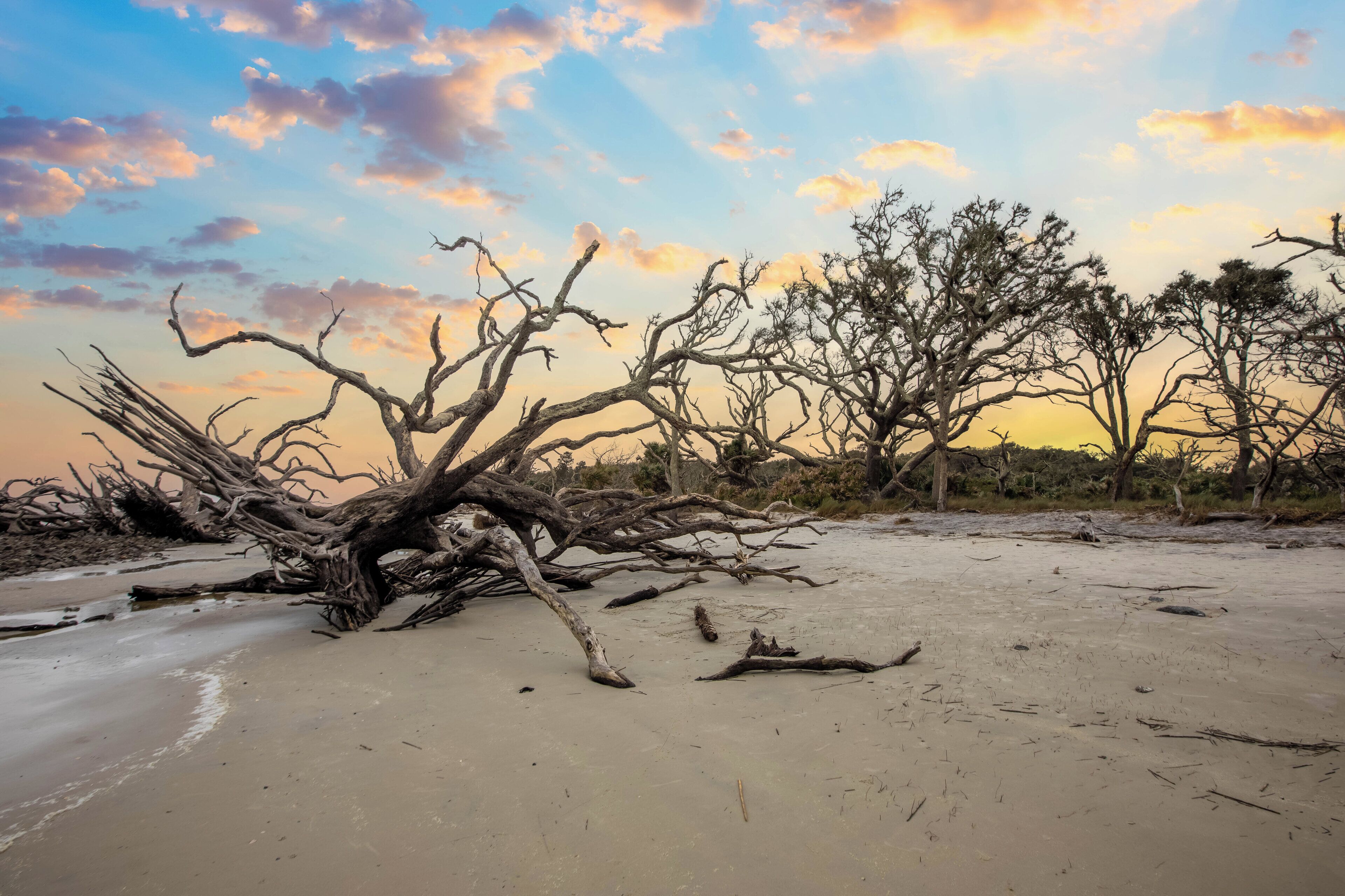 A sandy beach with a large fallen tree in the foreground and sparse vegetation in the background.