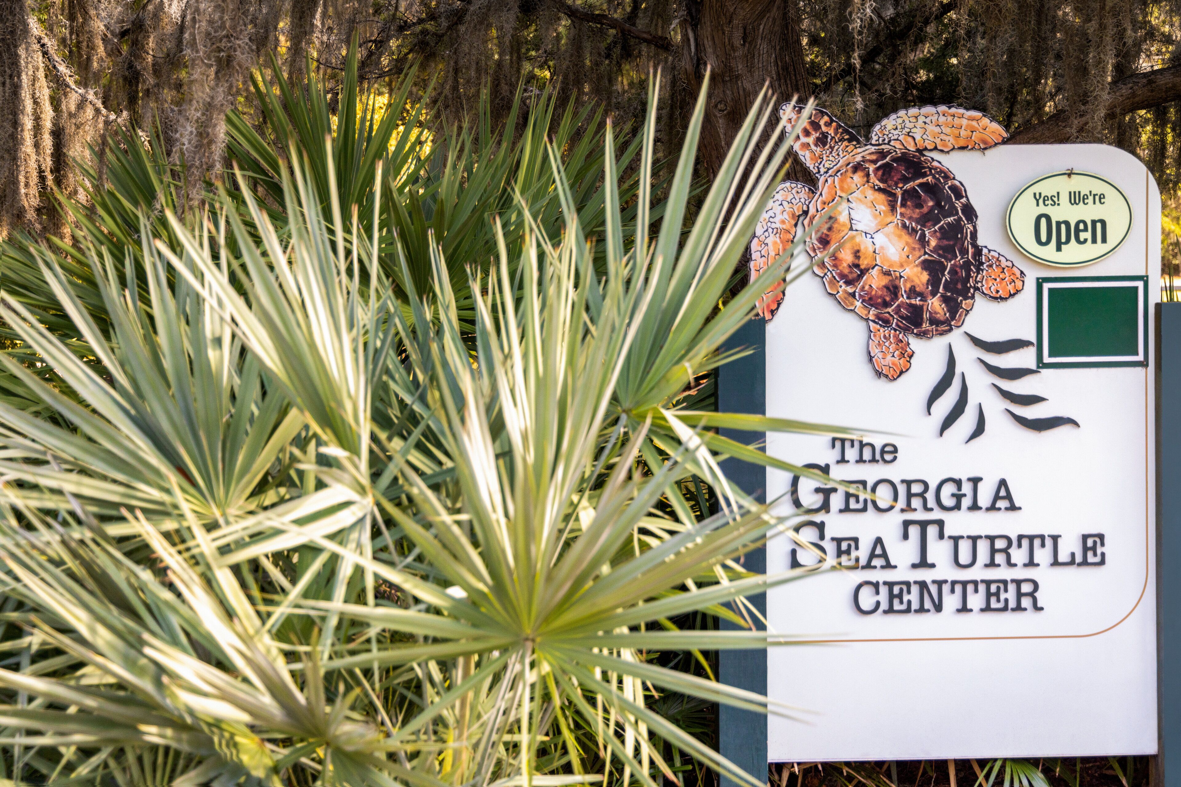 Een bord voor The Georgia Sea Turtle Center, met een illustratie van een zeeschildpad en een groene vierkant voor extra informatie.