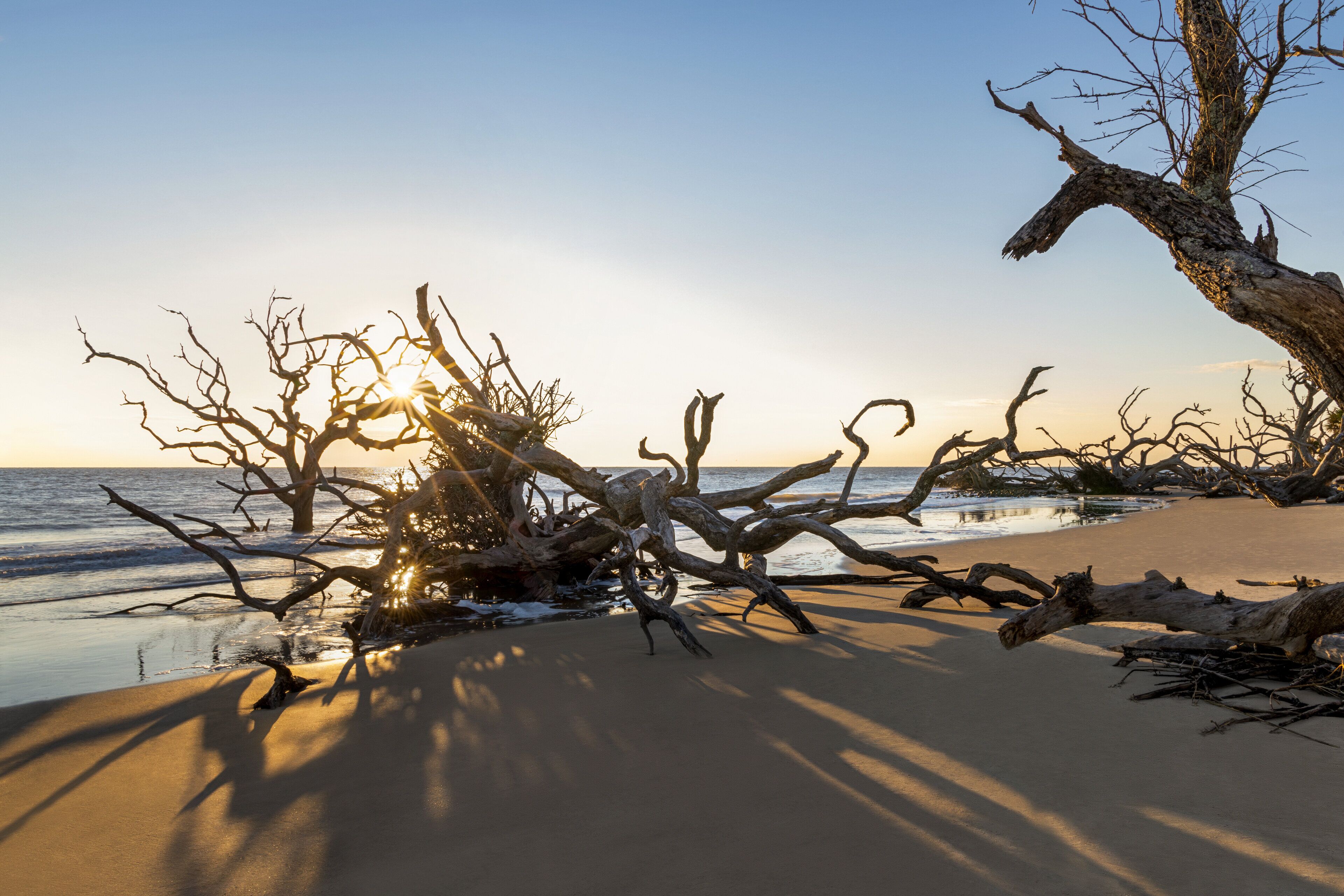Une plage parsemée d’arbres abattus, avec le soleil couchant à l’horizon.