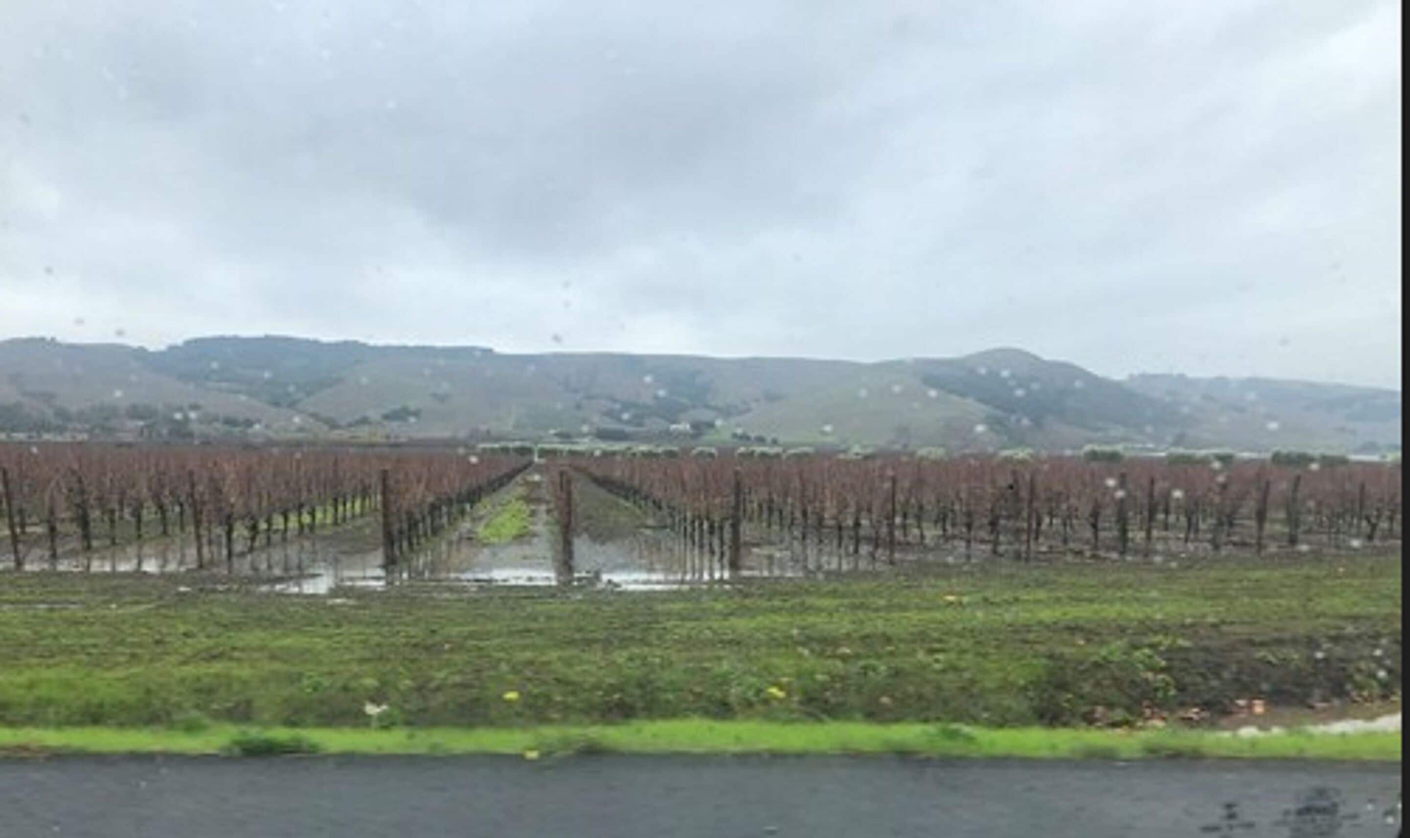 Un vignoble où s’alignent des rangées de vignes à perte de vue, entouré de champs verdoyants et de collines.