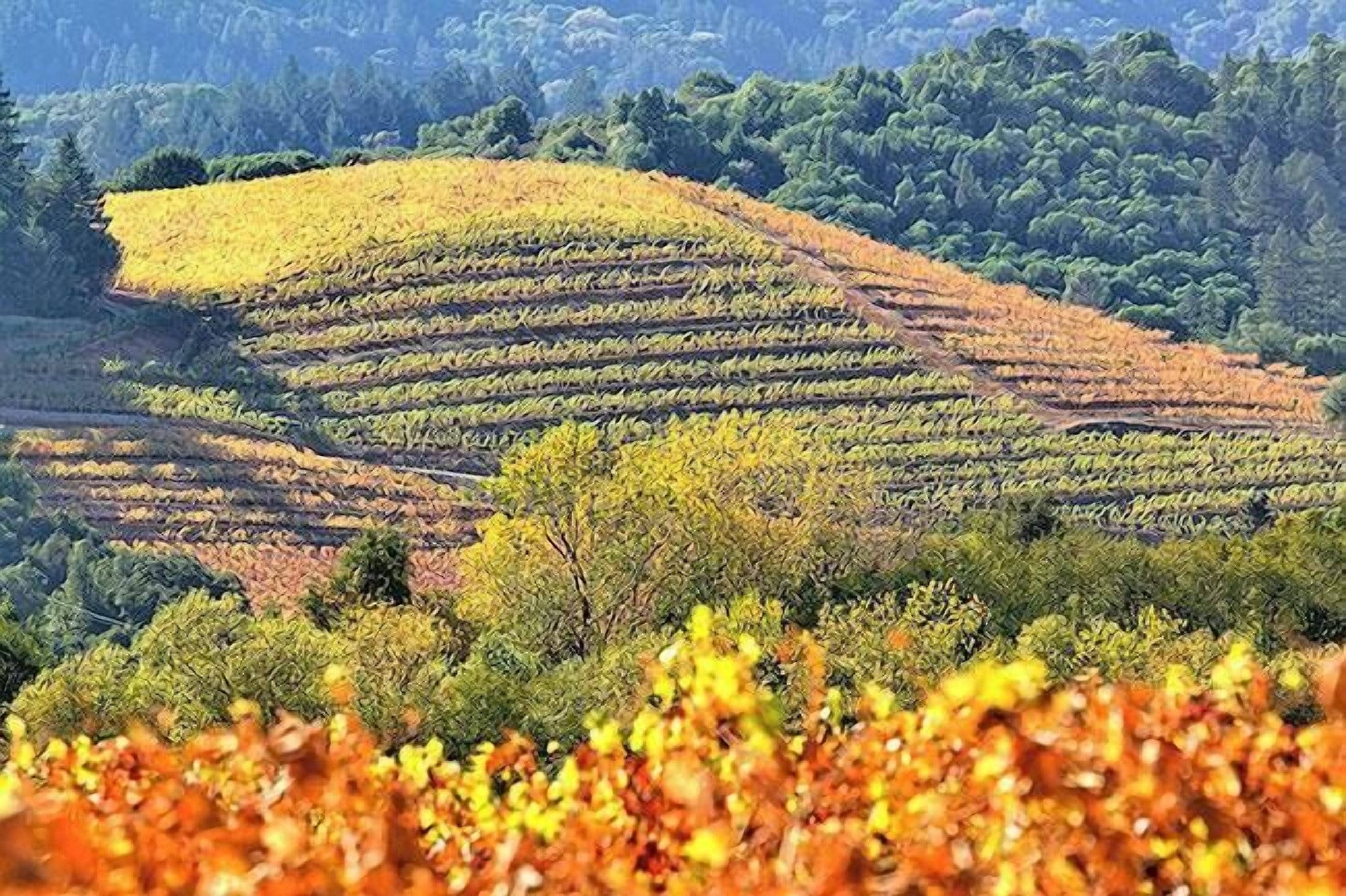 Terraced vineyards with rows of grapevines.
