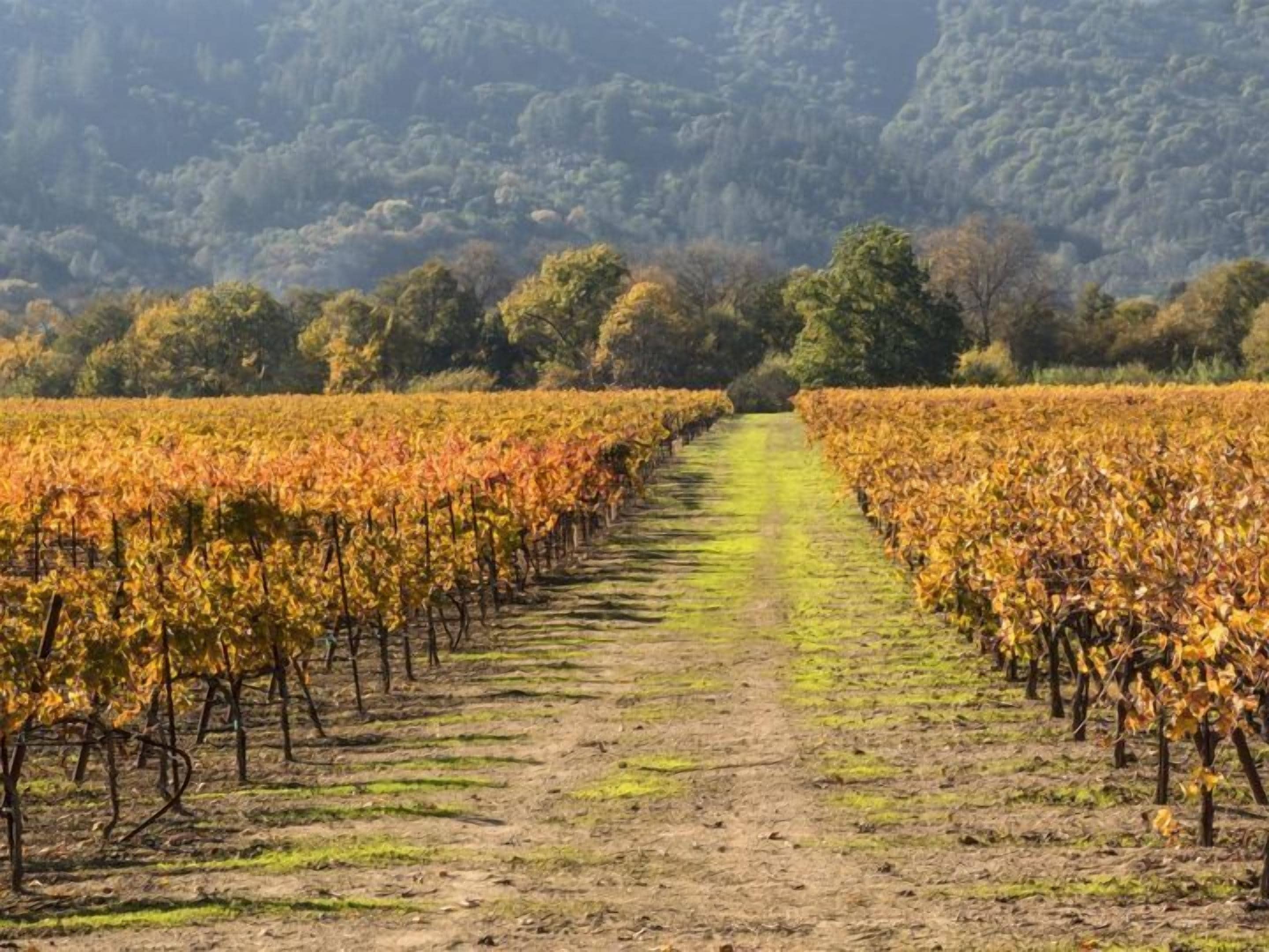 A vineyard with rows of grapevines extending into the distance, surrounded by a forested hillside.