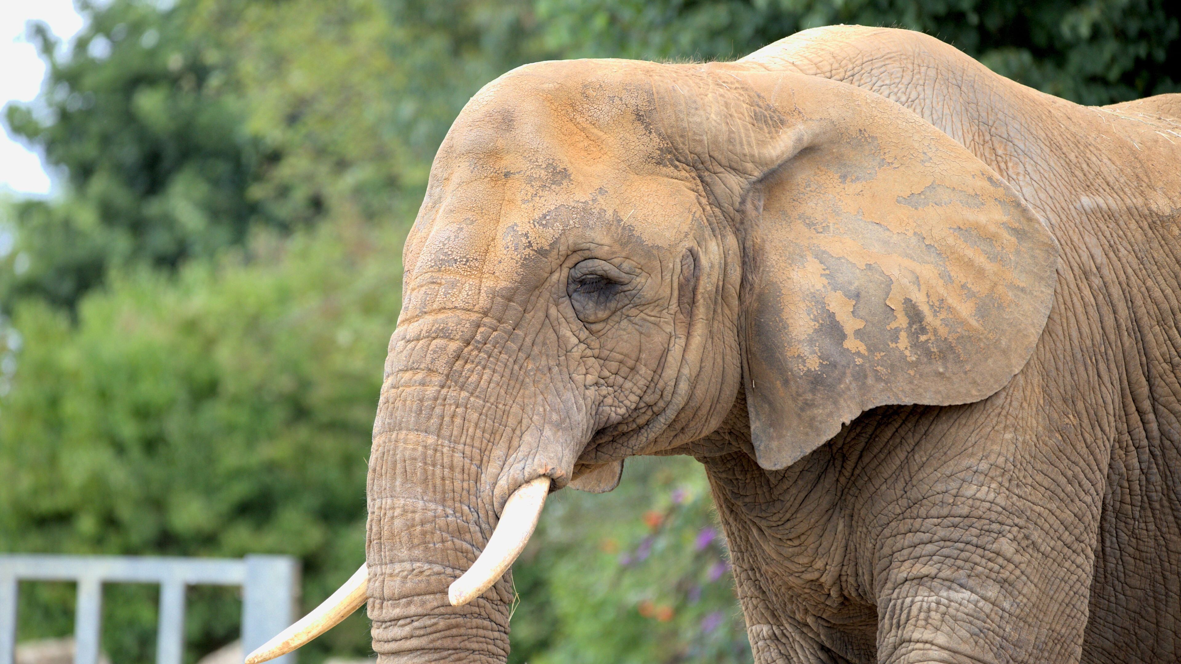 An elephant with tusks and textured skin, standing in a natural setting with greenery in the background.