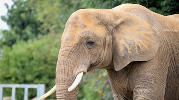 An elephant with tusks and textured skin, standing in a natural setting with greenery in the background.