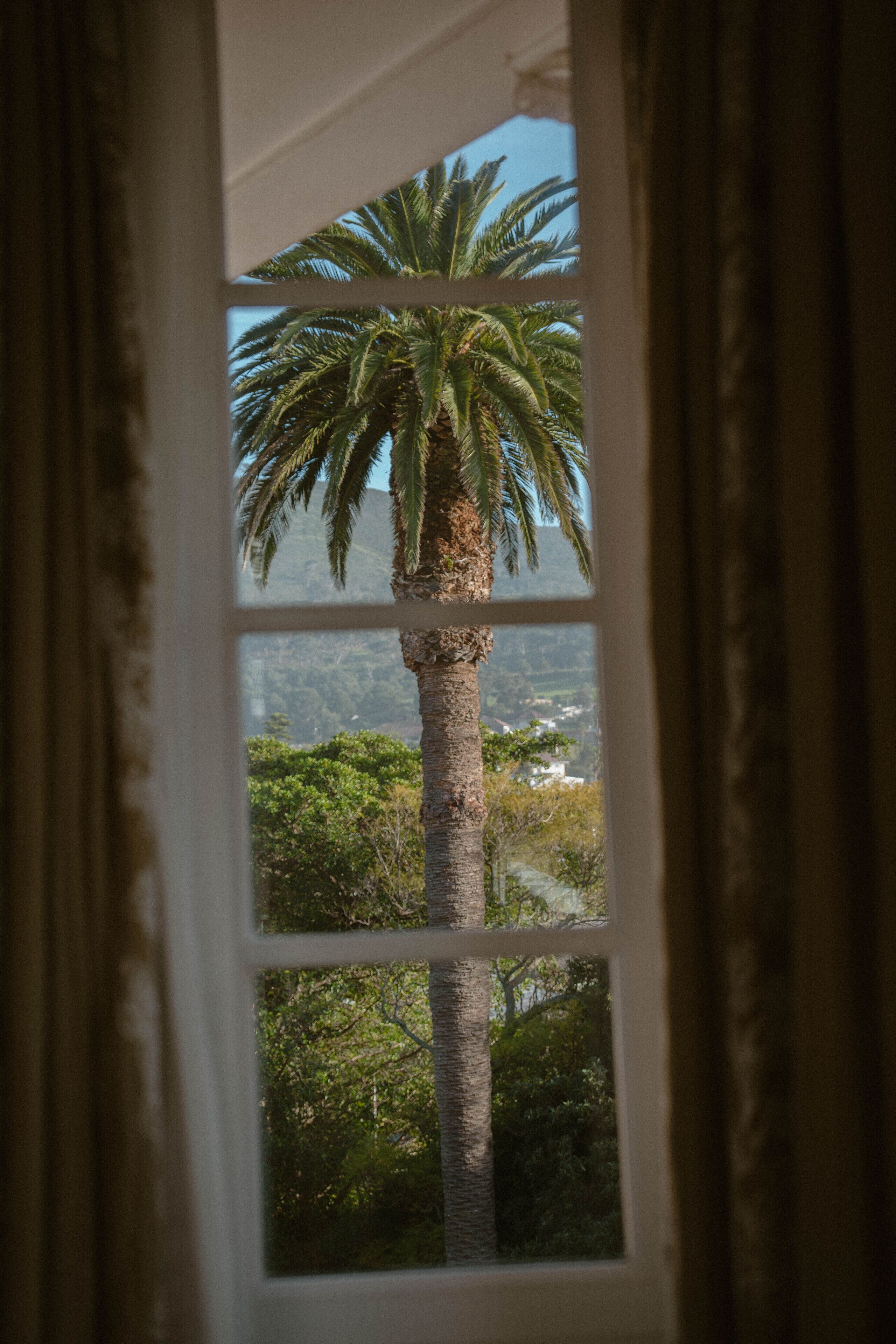A window with a view of a tall palm tree and surrounding greenery.