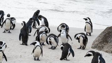 Un grupo de pingüinos en una playa arenosa con el océano al fondo.