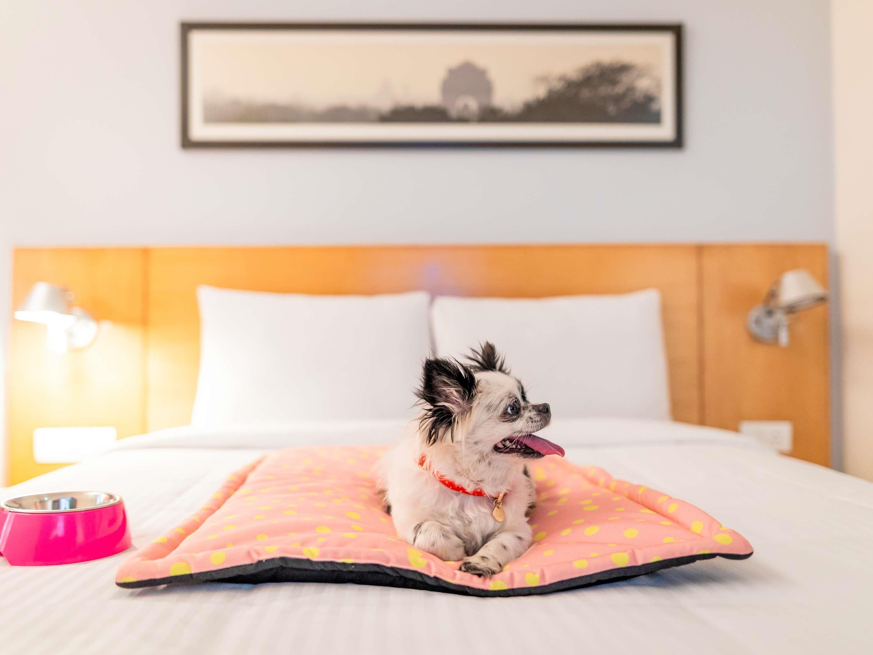 Un petit chien est allongé sur un lit recouvert d’une couverture rose à pois, avec un oreiller blanc et un tableau encadré accroché au mur.