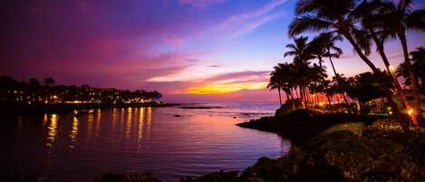 A coastal scene with a sunset, palm trees, and a body of water reflecting lights.