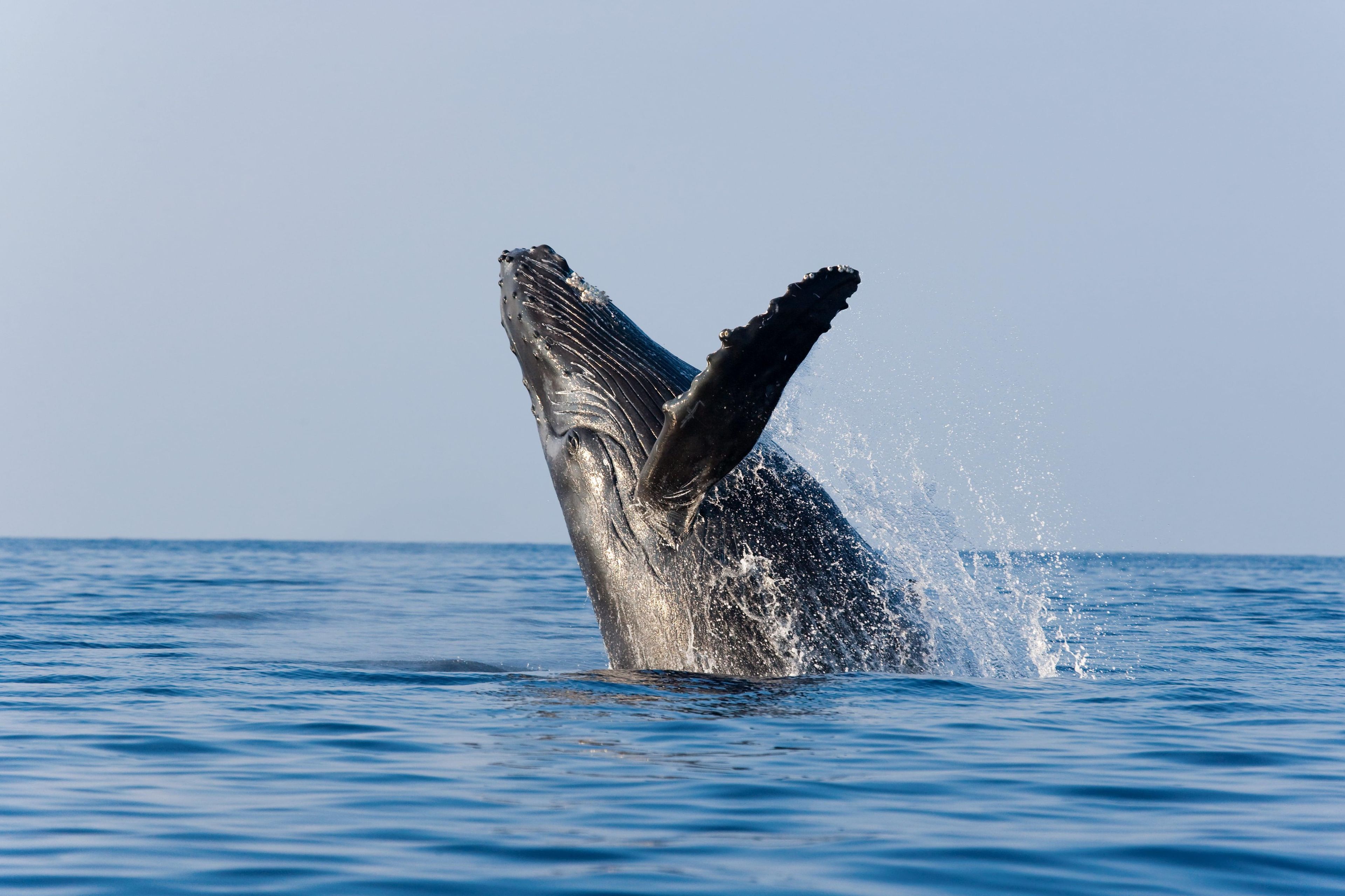 Una ballena emergiendo del agua.