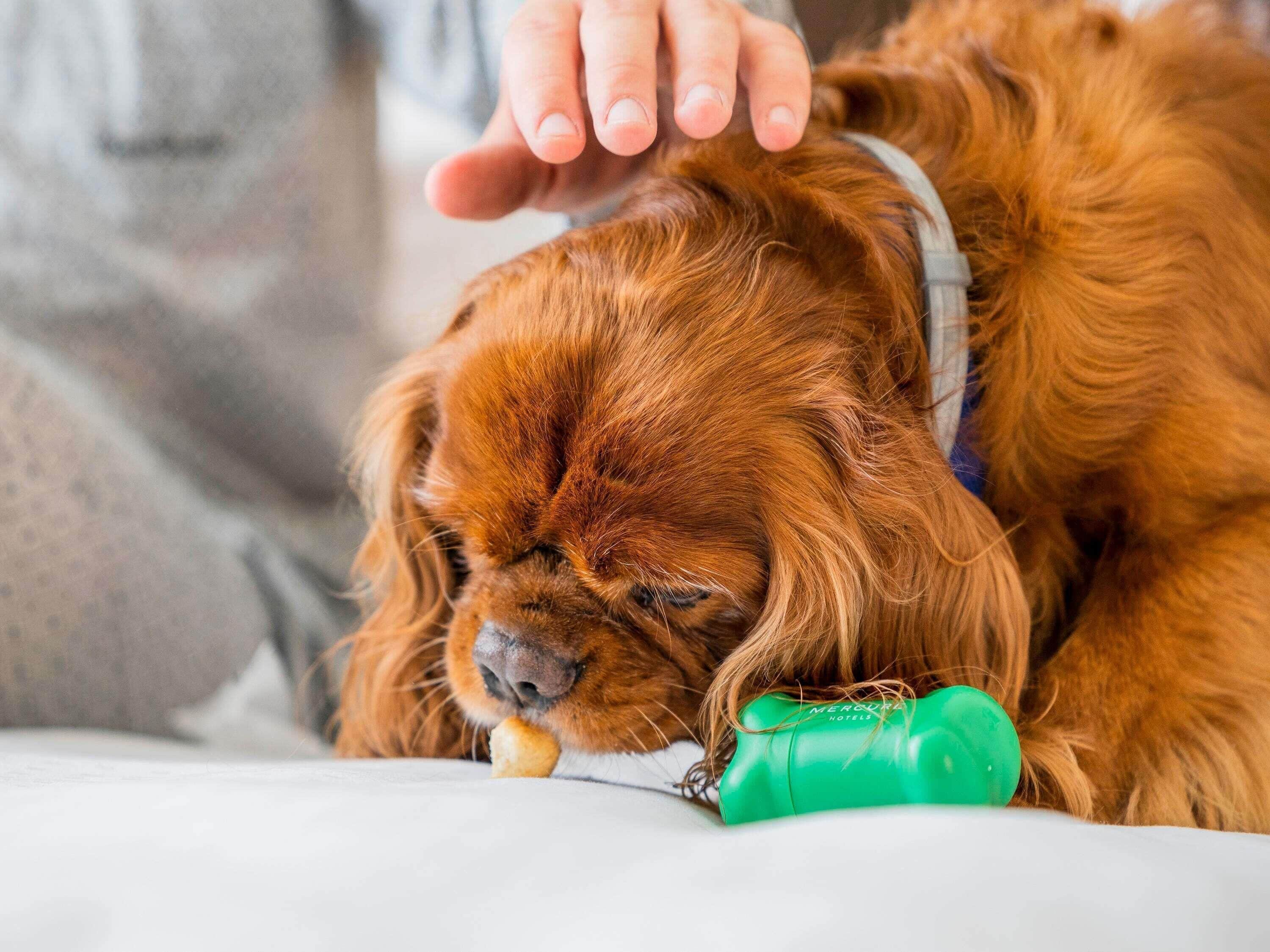 A dog lying down with a green object and a person's hand petting it.