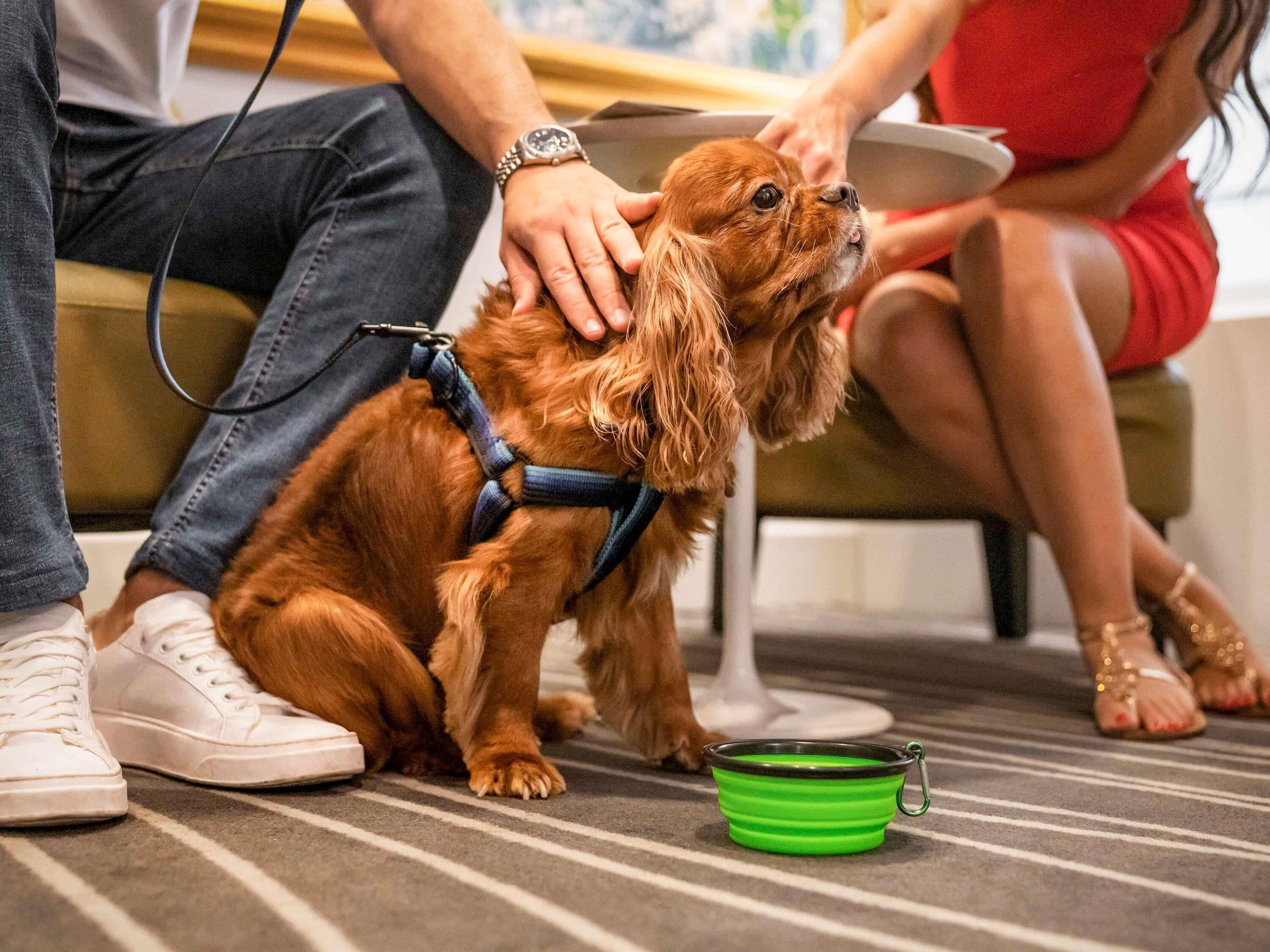A dog being groomed by a person in a room with a striped carpet, a green bowl, and a couch.