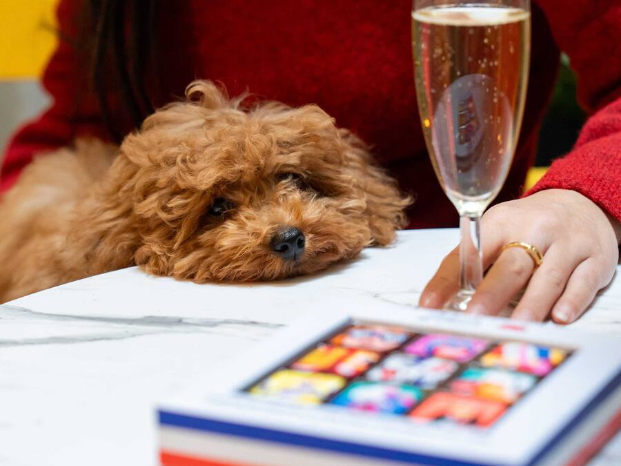 A dog lying on a table with a glass of champagne and a book.