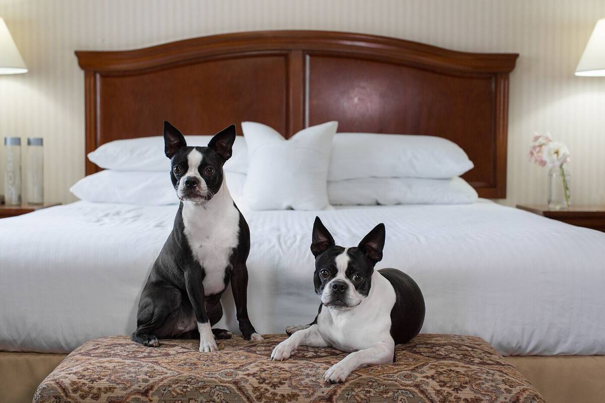 Zwei Hunde sitzen auf einem gemusterten Ottoman im Hotelzimmer, mit einem hölzernen Kopfteil und weißer Bettwäsche.