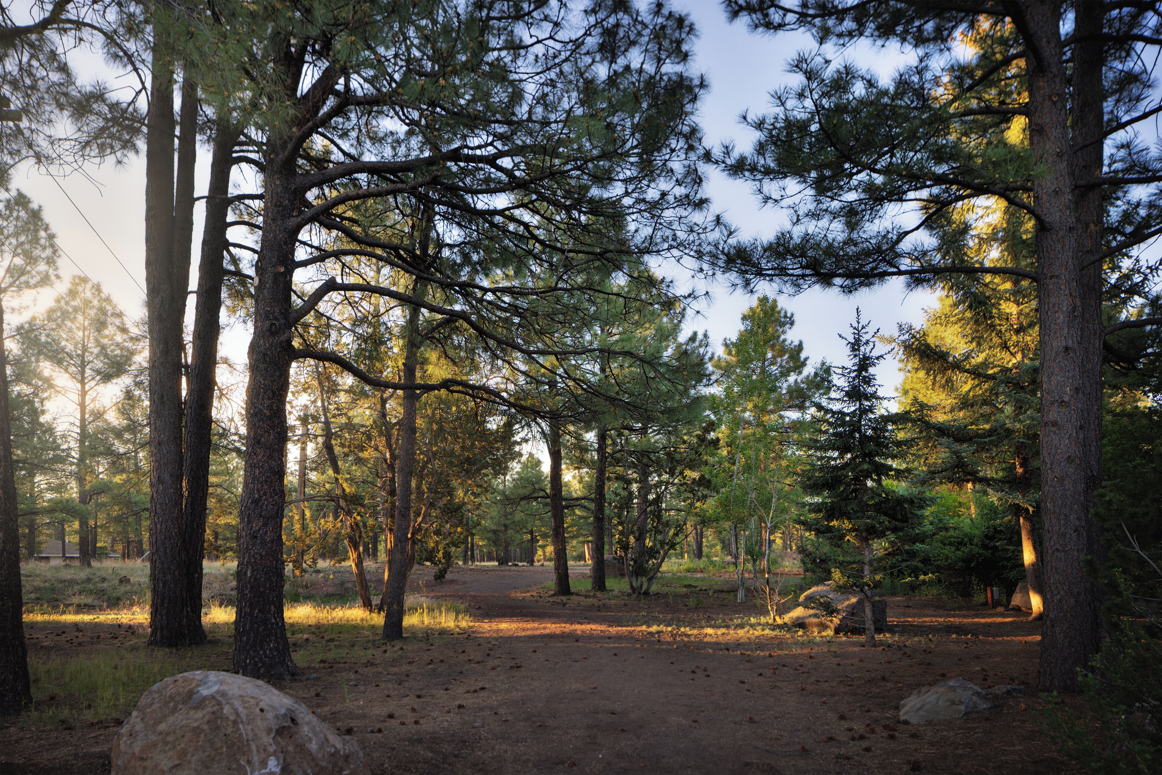 A forested area with tall trees and a dirt path.