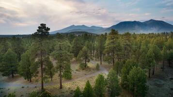 A forested area with a winding path and distant mountains.