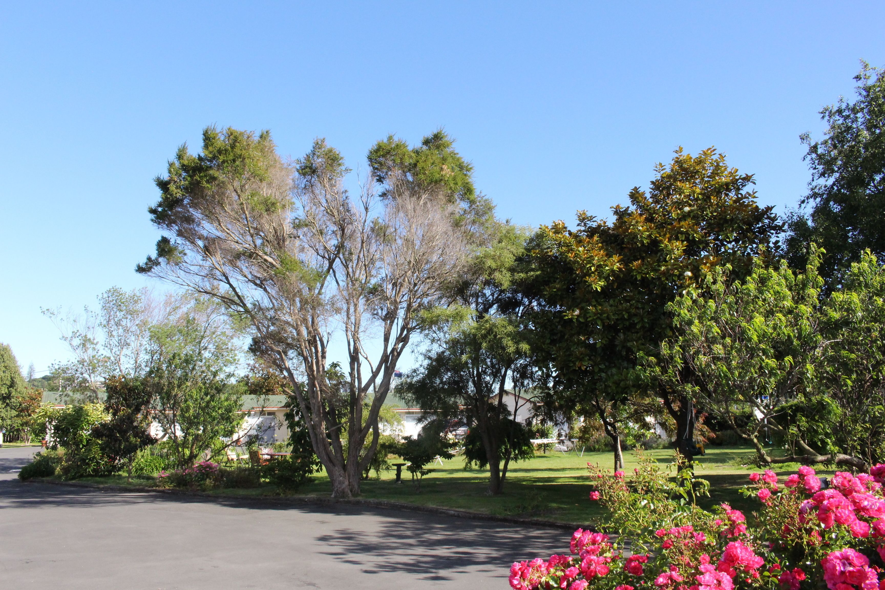 A residential street with trees and flowering bushes.