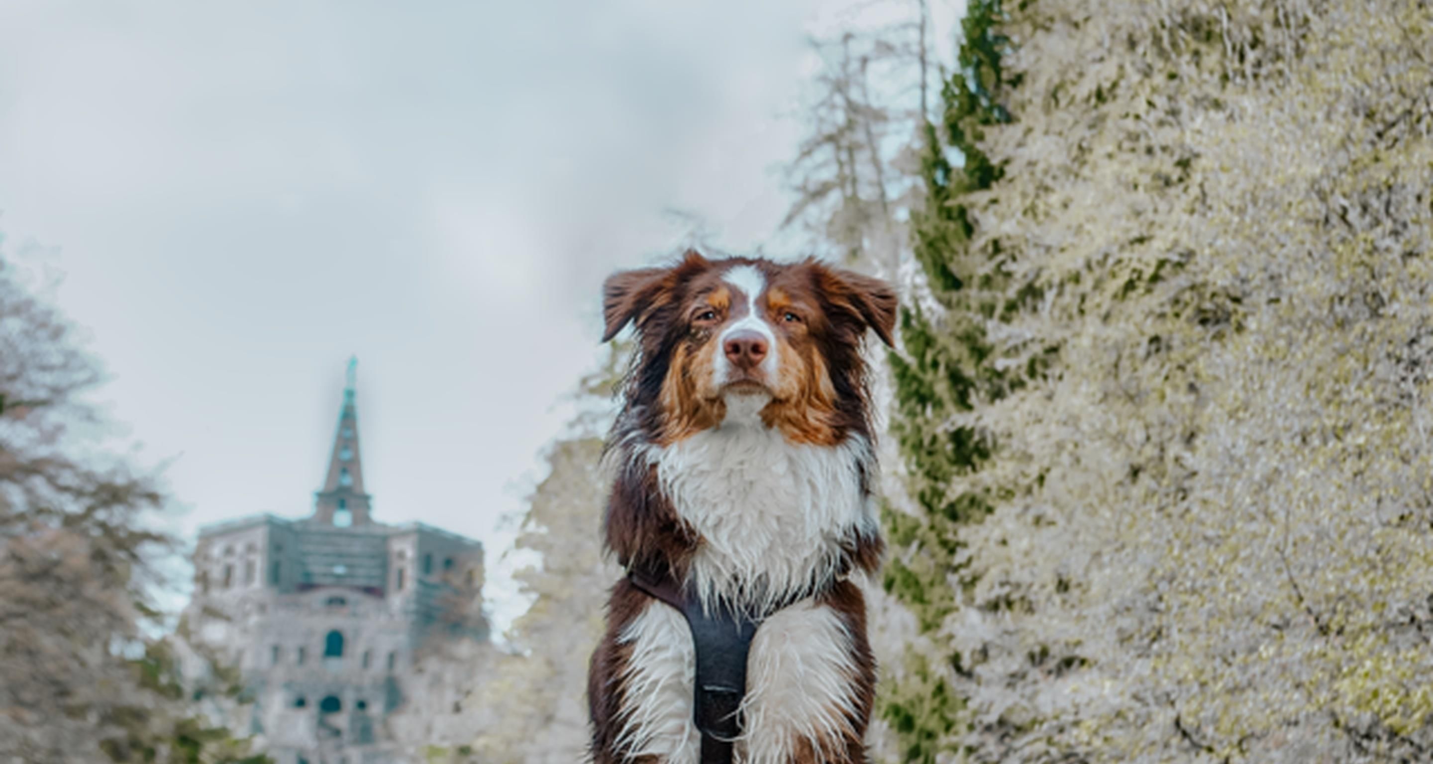 A dog standing outdoors with trees and a building in the background.