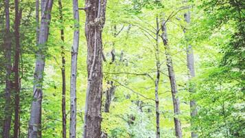 A forested path with tall trees and a paved walkway.