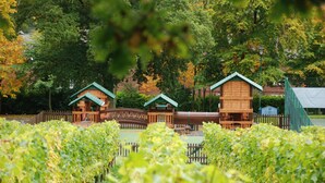 A vineyard with wooden structures and a fence. - Carden Park (Chester)