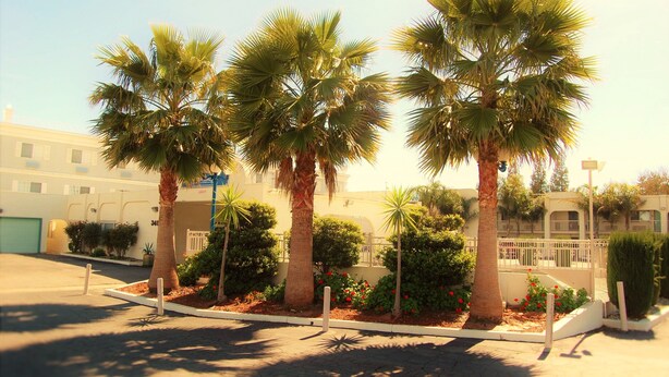 A row of palm trees in a landscaped area with a building in the background.