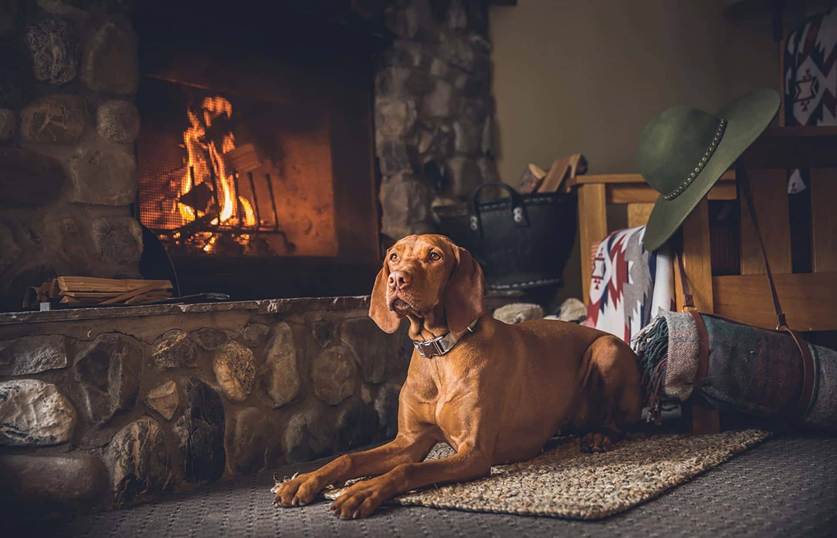 A dog lying on a rug in front of a fireplace with logs and a hat on a chair.