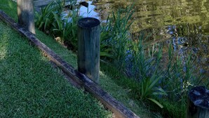Un pont de fusta que s'endinsa en un riu tranquil, envoltat de verdor i arbres.