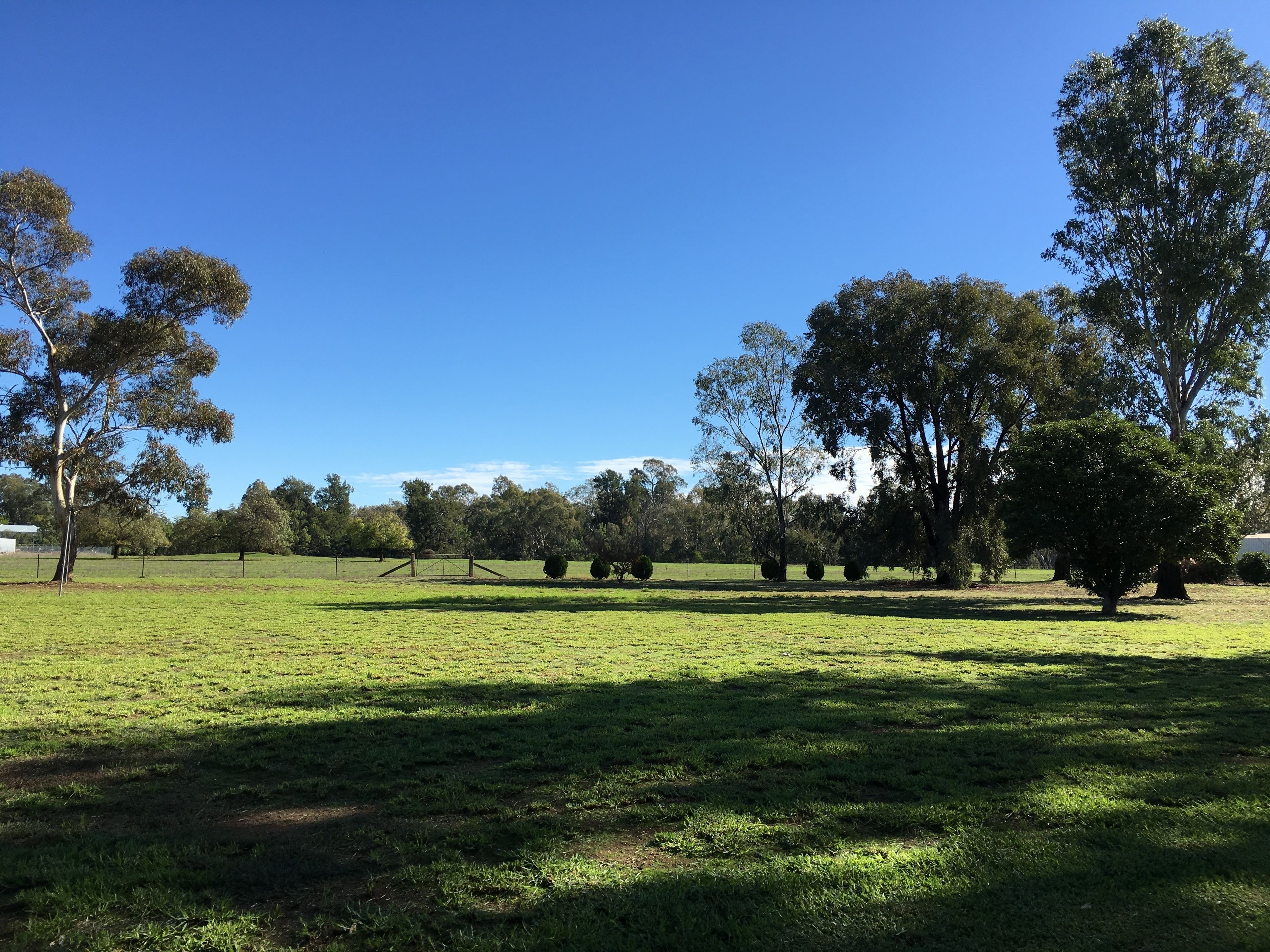 Un campo cubierto de hierba con árboles y un cielo azul despejado.