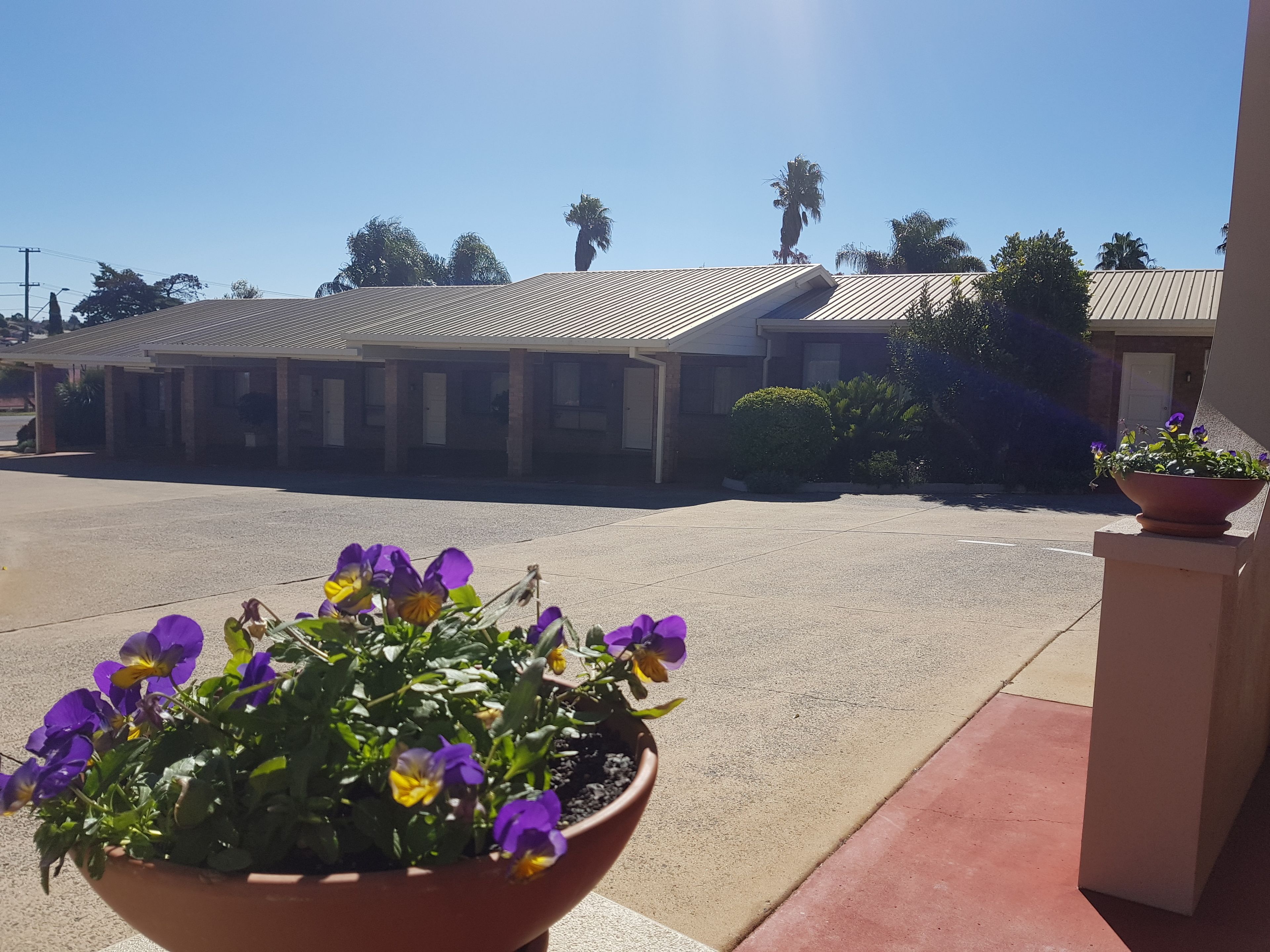 A motel with a parking lot, a potted plant with purple flowers, and a clear blue sky.