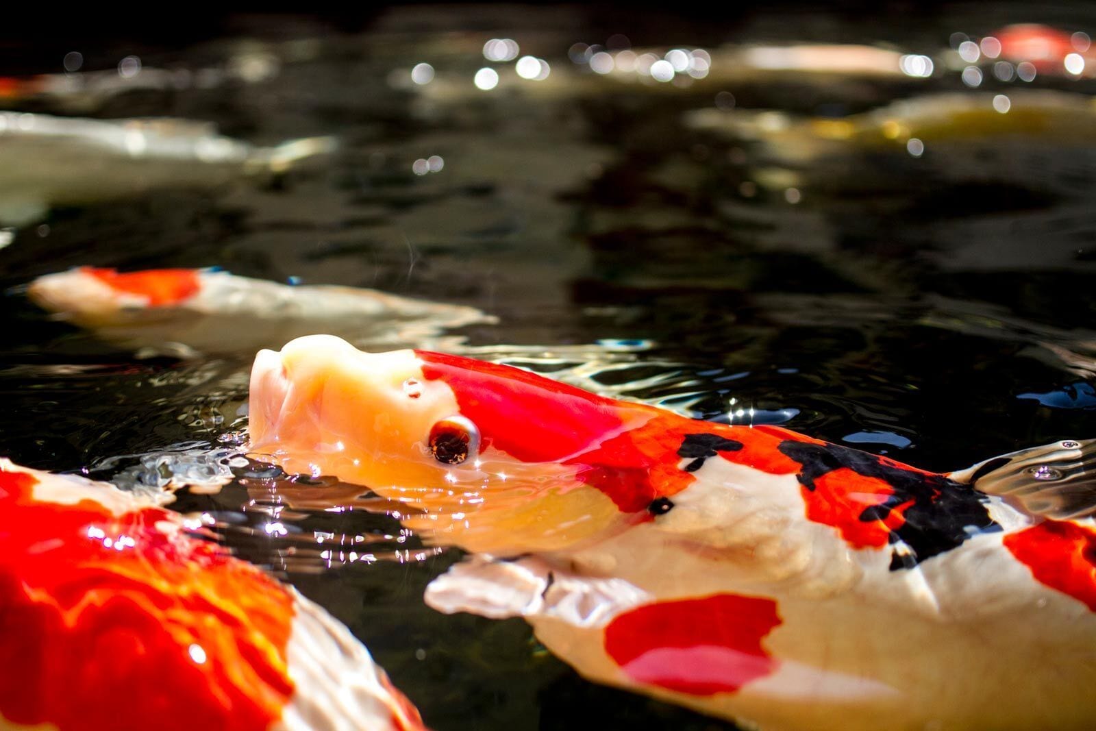 Foto - Zur Weinsteige