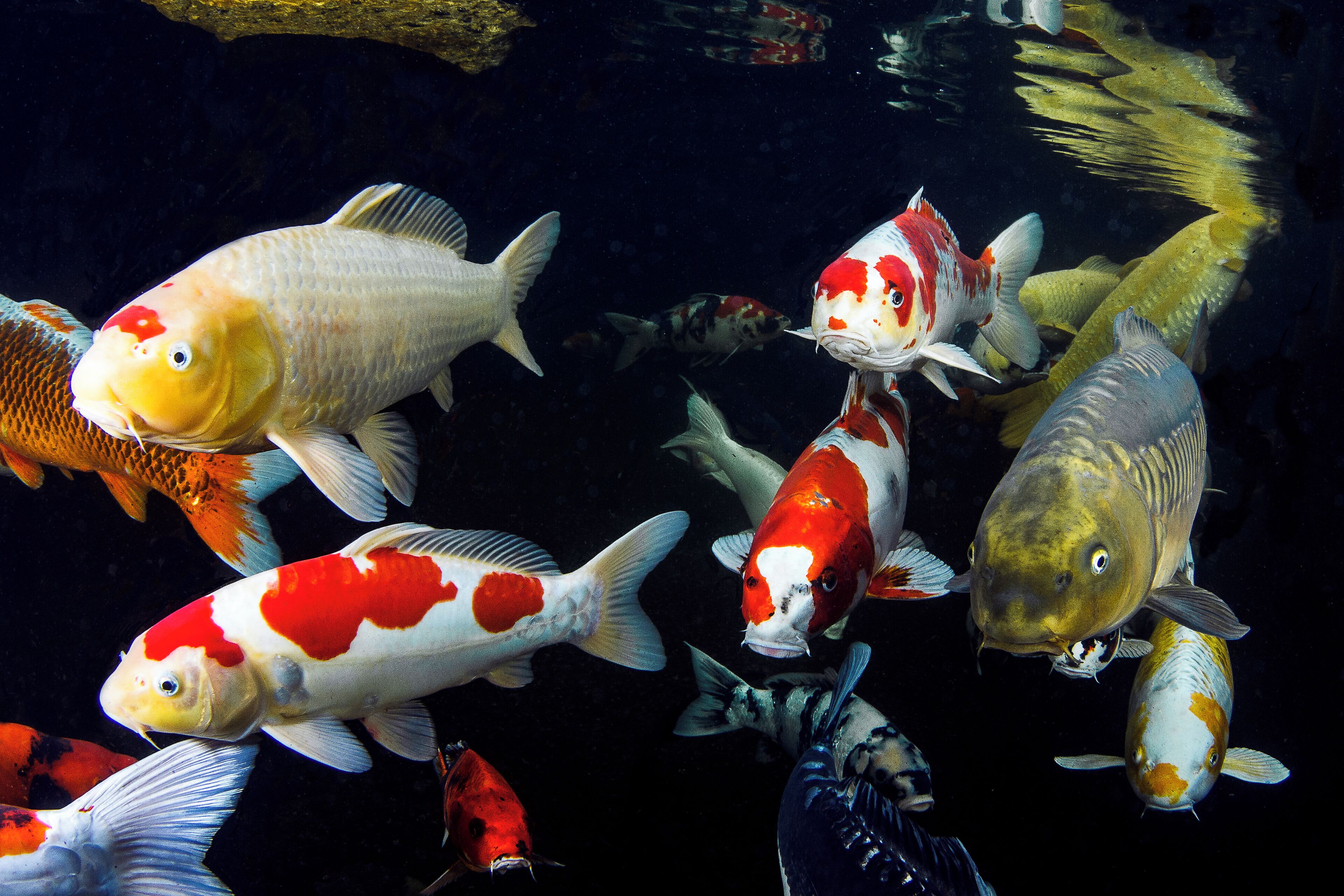 Foto - Zur Weinsteige