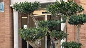 The exterior of Nova Roma Hotel with a large sign above the entrance and a well-maintained tree in the foreground.
