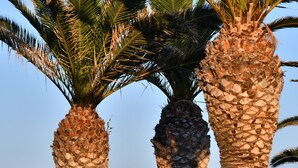 Drie palmstruiken met een wit gebouw op de achtergrond.
