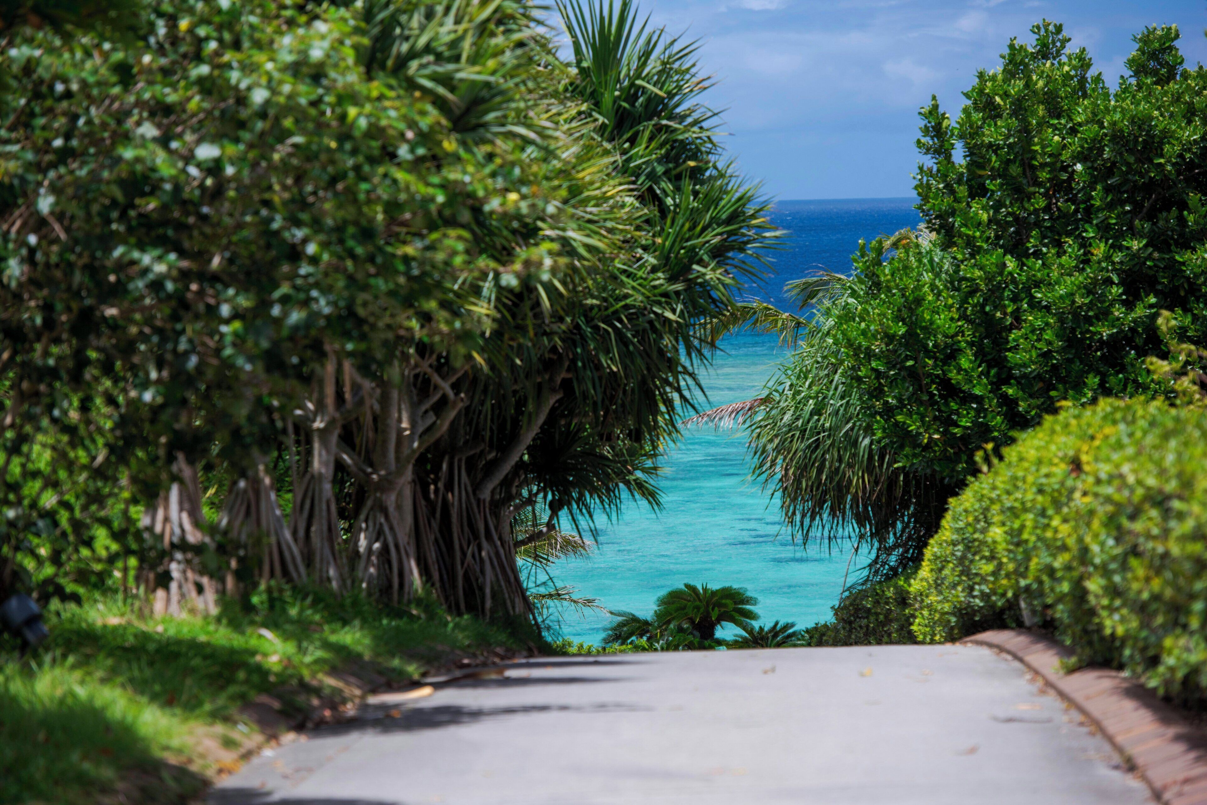 A paved pathway leading to a beach with lush greenery and a view of the ocean.
