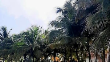 A beachside area with rows of blue lounge chairs and palm trees.